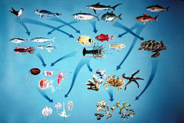Реферат: Природные экосистемы Земли наземные, пресноводные и морские экосистемы